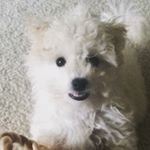 Profile Picture of Vincent Randall White. (@e_ryirusine) on Instagram