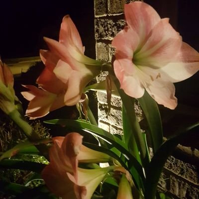 Profile Picture of AlMathis (@AlMathis11) on Twitter
