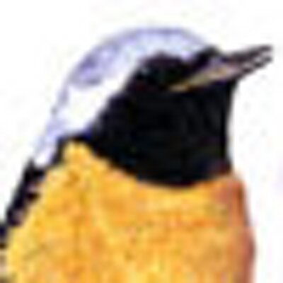 Profile Picture of 橙色のだいちゃん (@torichunn) on Twitter