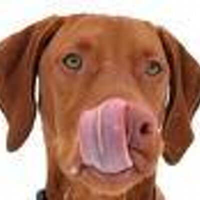 Profile Picture of Archie Manning, Jr. (@okVizsla) on Twitter
