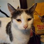 Profile Picture of Harper Kitty (@harper_kitty) on Instagram