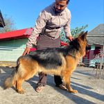 Profile Picture of #Himachal #dog #breeder🐾🐾🐾 (@__dog__lover__hamirpur_hp) on Instagram