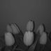 Profile Picture of Josephine Engelhard (@Josephine-Engelhard) on Facebook
