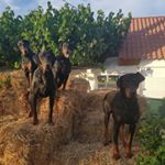 Eric Molar Nivera - Instagram Profile Picture of Eric Molar Nivera (@eric_molar) on Instagram