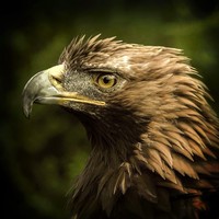 Cj Barrios - Quora Profile Picture of Cj Barrios (@cj-barrios-3) on Quora