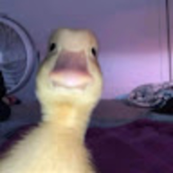 Profile Picture of David Toribio (@davidtoribio684) on Poshmark