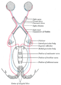 Profile Picture of Parinaud's syndromeon Wikipedia
