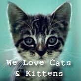 Profile Picture of We Love Cats and Kittens (@catsandkittys) on Pinterest