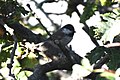 Profile Picture of Caspian titon Wikipedia