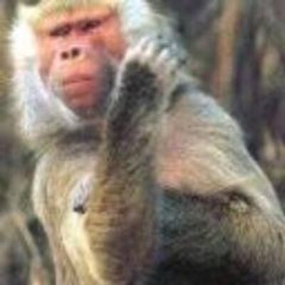 Profile Picture of Lisa Jorgenson (@raikameppa) on Twitter