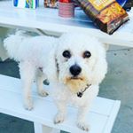 Profile Picture of louis ward (@sleepylouisthebichon) on Instagram