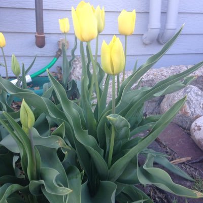 Profile Picture of Terri (@TerriMehlhaff) on Twitter
