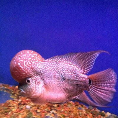 Profile Picture of Albert Yau (@yaukamlun504382) on Twitter