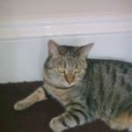 Profile Picture of Maureen Fulton (@silverlady1405) on Instagram