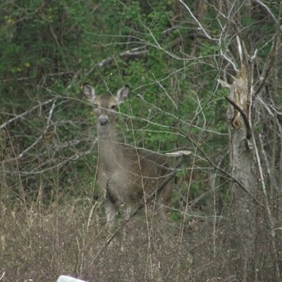 Profile Picture of Carl Youngblood (@youngblood_y) on Twitter