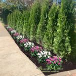Profile Picture of Andrew Martone Landscape (@amlandscapedesign) on Instagram