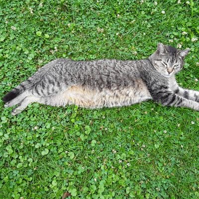 Profile Picture of Richard Stegall (@SacCatNitro) on Twitter
