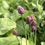 Profile Picture of Abril Manzanedo (@Abril-Manzanedo) on Facebook