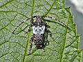 Profile Picture of Pogonocherus hispiduluson Wikipedia