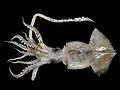 Profile Picture of Todaropsis eblanaeon Wikipedia