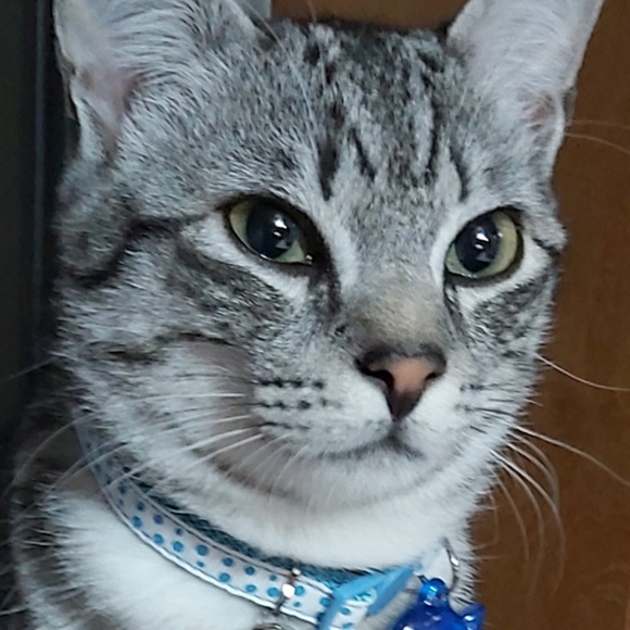 Profile Picture of Paulo Santos (@santos53) on Poshmark