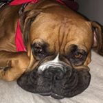 Profile Picture of Cooper Ali Horton (@cooperhortontheboxer) on Instagram