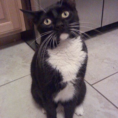 Profile Picture of Stacy Rector (@Prestonmom63) on Twitter