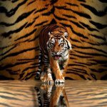 Profile Picture of tia mathews (@tia_mathews) on Instagram