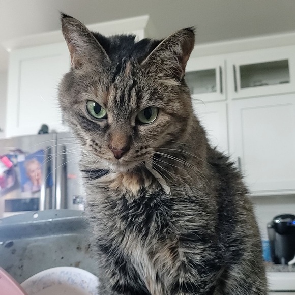 Profile Picture of Brianna Whitehead (@bribriabc2) on Poshmark