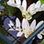 Sam - Flickr Profile Picture of Sam (@love is the rose on your coffin door.) on Flickr