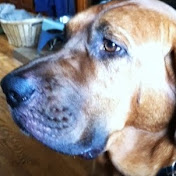 Profile Picture of Kevin Lorance (@WebbCountryHound) on Youtube