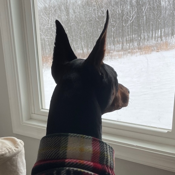 Profile Picture of Tina Dufficy (@tina_dufficy) on Poshmark