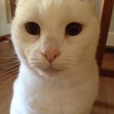 Profile Picture of Laura Fosteron Twitter