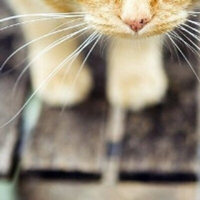 Profile Picture of Crystal Li (@crystalli5) on Twitter