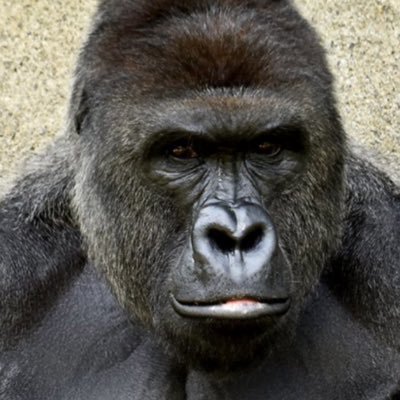 Profile Picture of Dylan Baum (@baum246) on Twitter