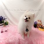 Profile Picture of 행복한 이브네 (@myluv_eve) on Instagram