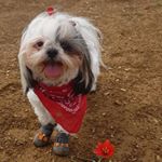 Profile Picture of Miss candy (@candyhapoo) on Instagram