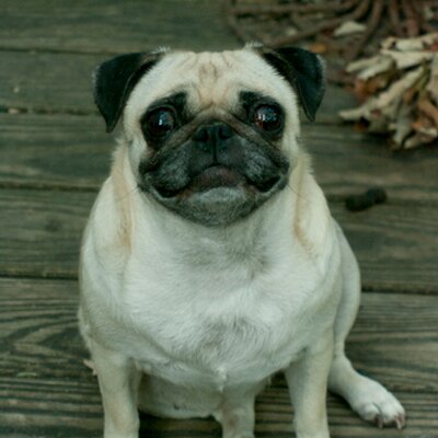 Profile Picture of MIchael Niebauer (@ModernKaveman) on Twitter