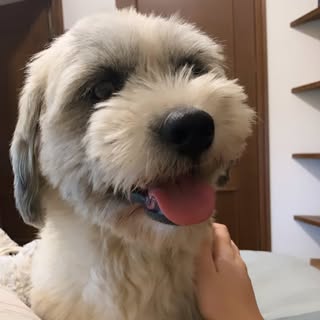 Profile Picture of Toby (@ferrer_toby) on Instagram