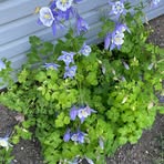 Profile Picture of Nancy A. Determan (@nancy.a.determan) on Facebook