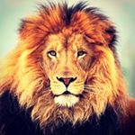 Profile Picture of roland schulz (@bulldock1200) on Instagram