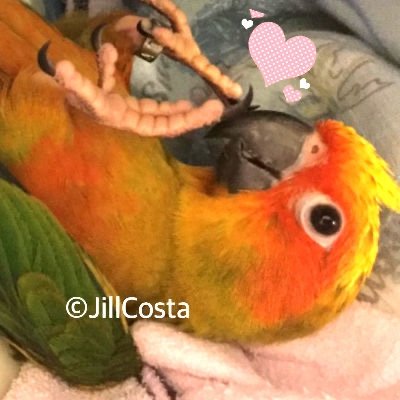 Profile Picture of JillCosta (@jill_costa) on Twitter