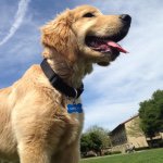 Andrew Penrose - Instagram Profile Picture of Andrew Penrose (@beachburritogibs) on Instagram