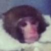 Profile Picture of Ralph Edmond410 (@@pogchamp838) on Tiktok