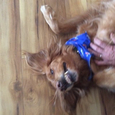 Profile Picture of Bear, Sam, Jasmine (@16PawsWY) on Twitter
