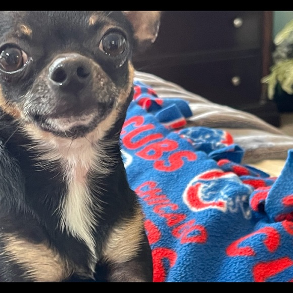 Profile Picture of Jeanne Lashmett (@jeanne8622) on Poshmark