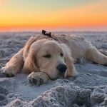 Profile Picture of Lewis (@griffin.thegolden) on Instagram