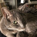 Profile Picture of Eli Ellis Ogburn (@sobertranshomo) on Instagram