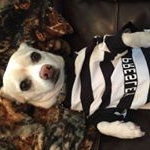 Profile Picture of Elvis Cooper (@k9elvislives) on Instagram