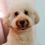 Profile Picture of Chris Liew (@albeechrisliew) on Instagram